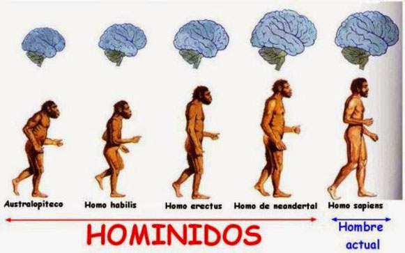 cerebro en la evolución del hombre